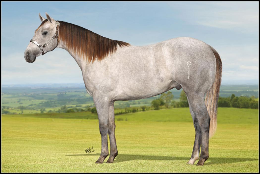 Criar leil?es Leil?o Haras Imperial e Convidados Animais Fazenda Santa Helena Quarto De Milha ~ Criar leil?es Leil?o Haras Imperial e Convidados Animais