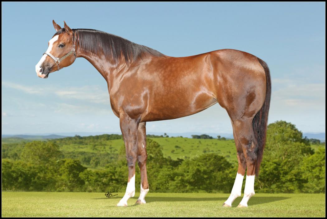 Criar leil?es Leil?o Haras Imperial e Convidados Animais Fazenda Santa Helena Quarto De Milha ~ Criar leil?es Leil?o Haras Imperial e Convidados Animais