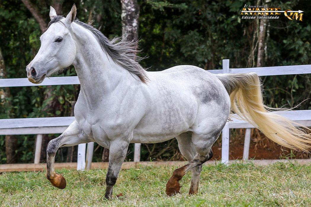 Premiação dos Líderes de Estatística no Jockey Club de Sorocaba