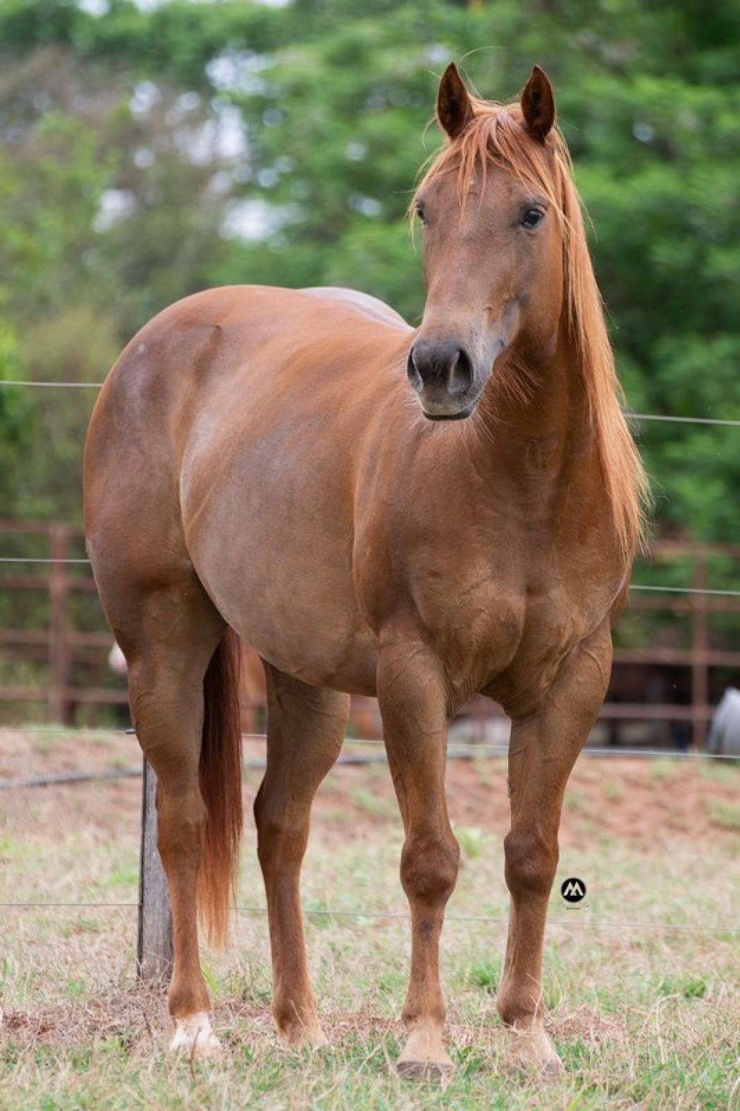 Criar leilões Online - Detalhes Red Star Gunner